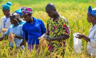 Agriculture, Value Chains & Enterprise Development