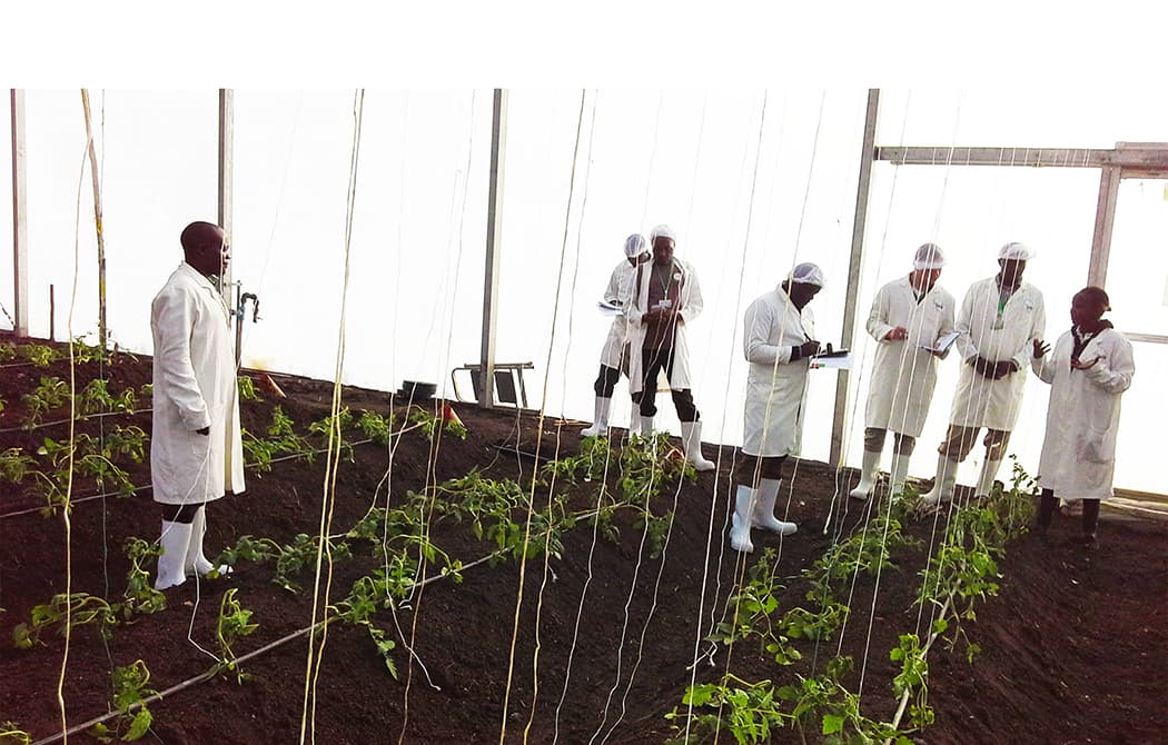 observing tomatoes in greenhouse